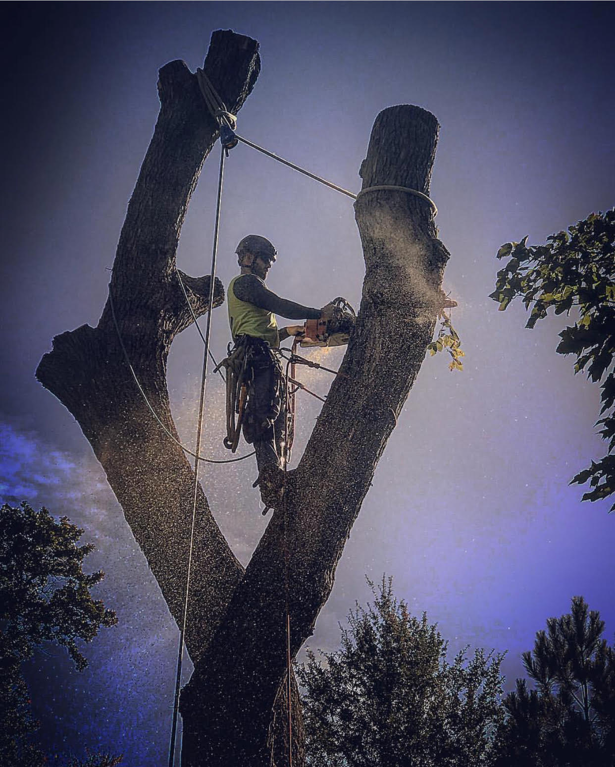 Tree Cutting Tulsa Tree Cutting Service Near Me