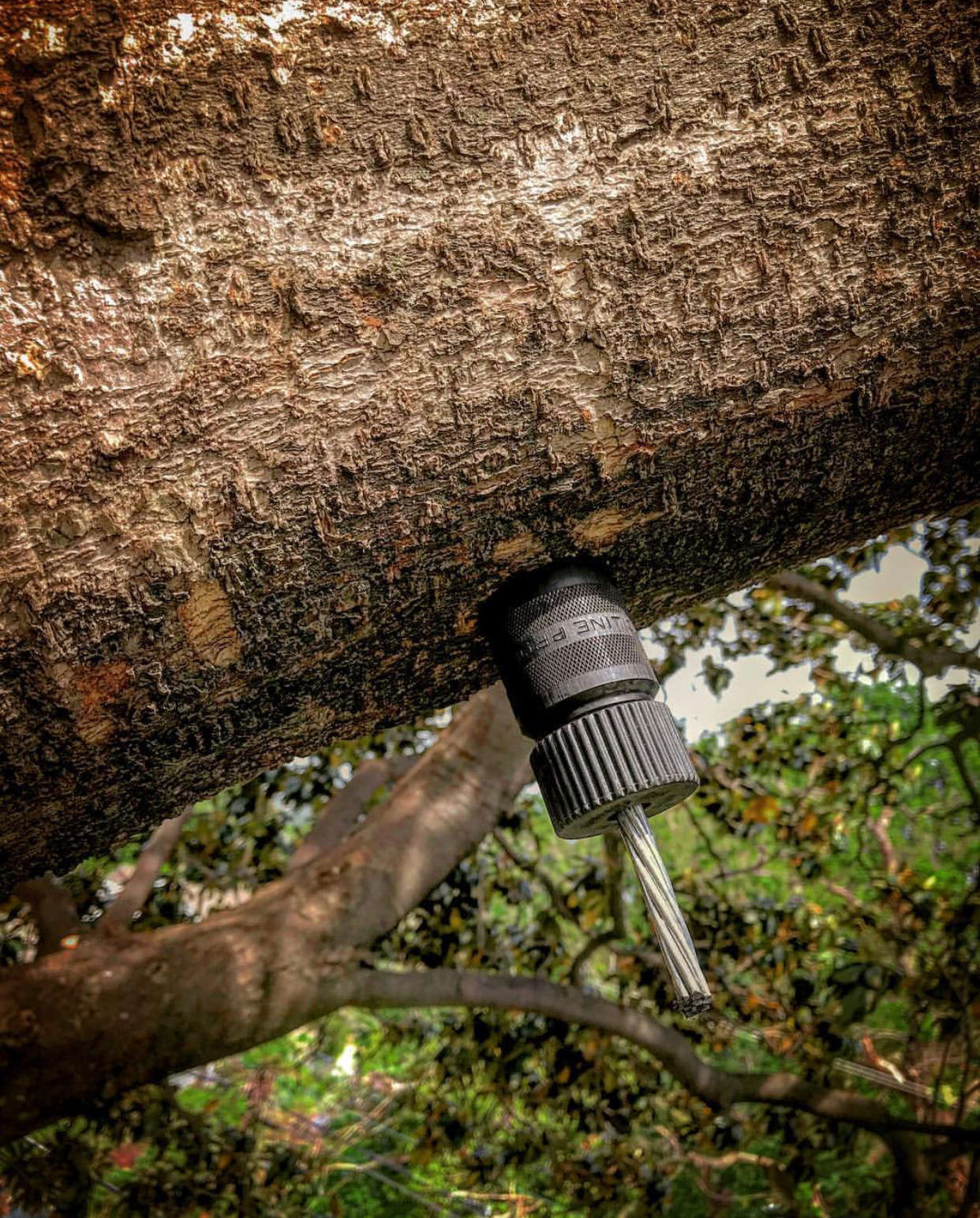 Tulsa Tree Cabling and Tree Bracing Service Company