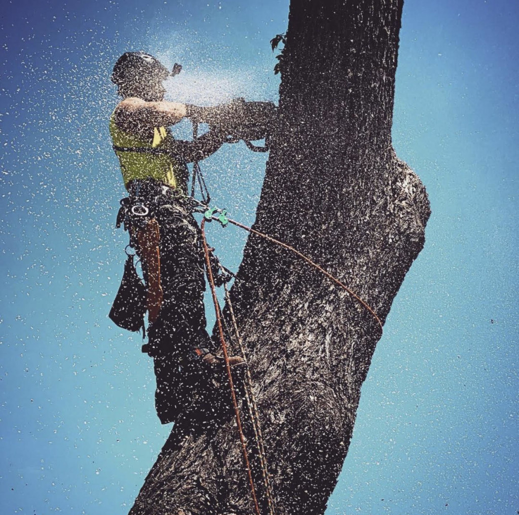 Tree Removal Service Tulsa Dead and Fallen Tree Service Near Me