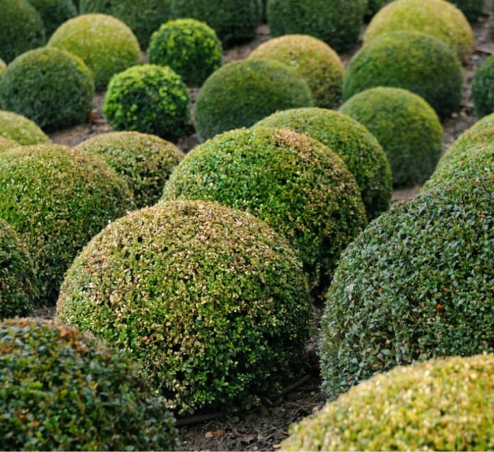 Are oak trees poisonous to dogs? thedogtoday