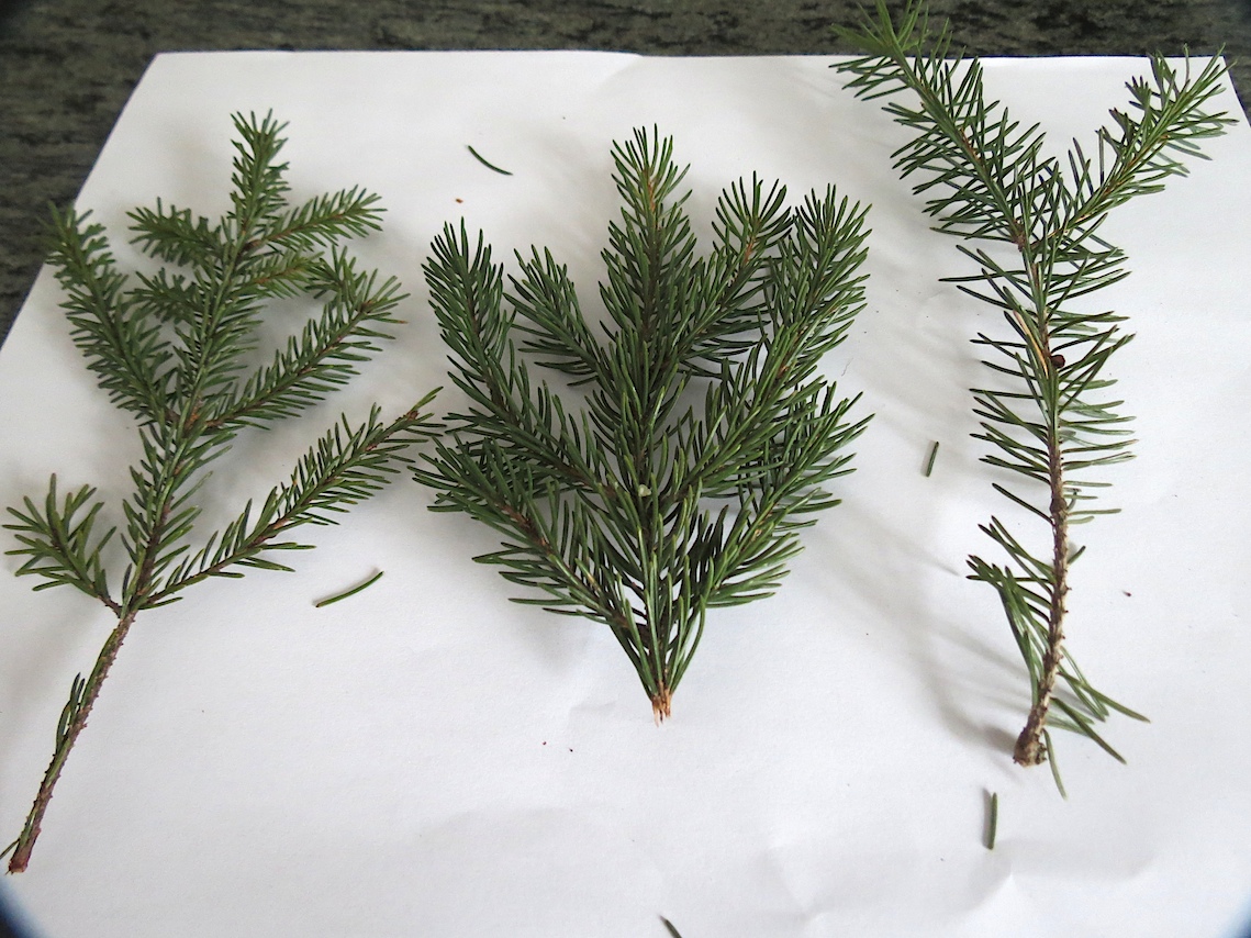 Picea rubens Red Spruce Trees Canadensis