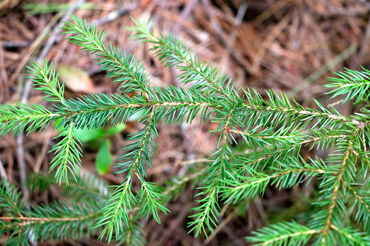 Picea rubens Red Spruce Trees Canadensis