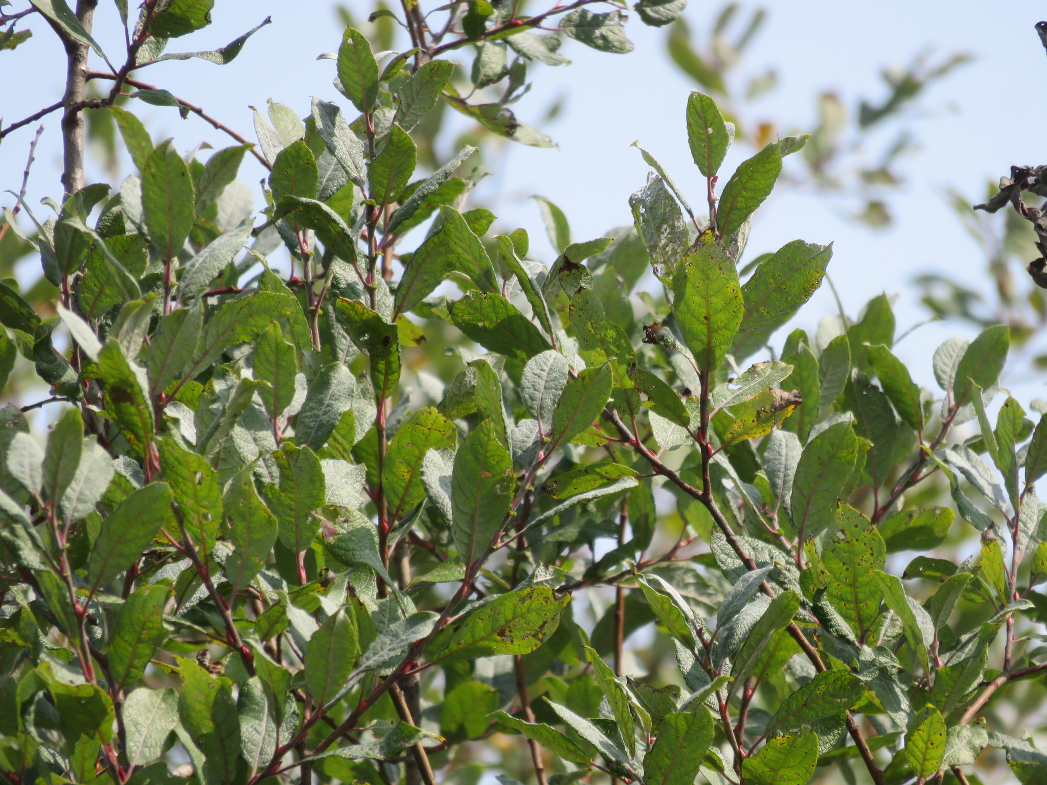 Salix Willows Trees Canadensis