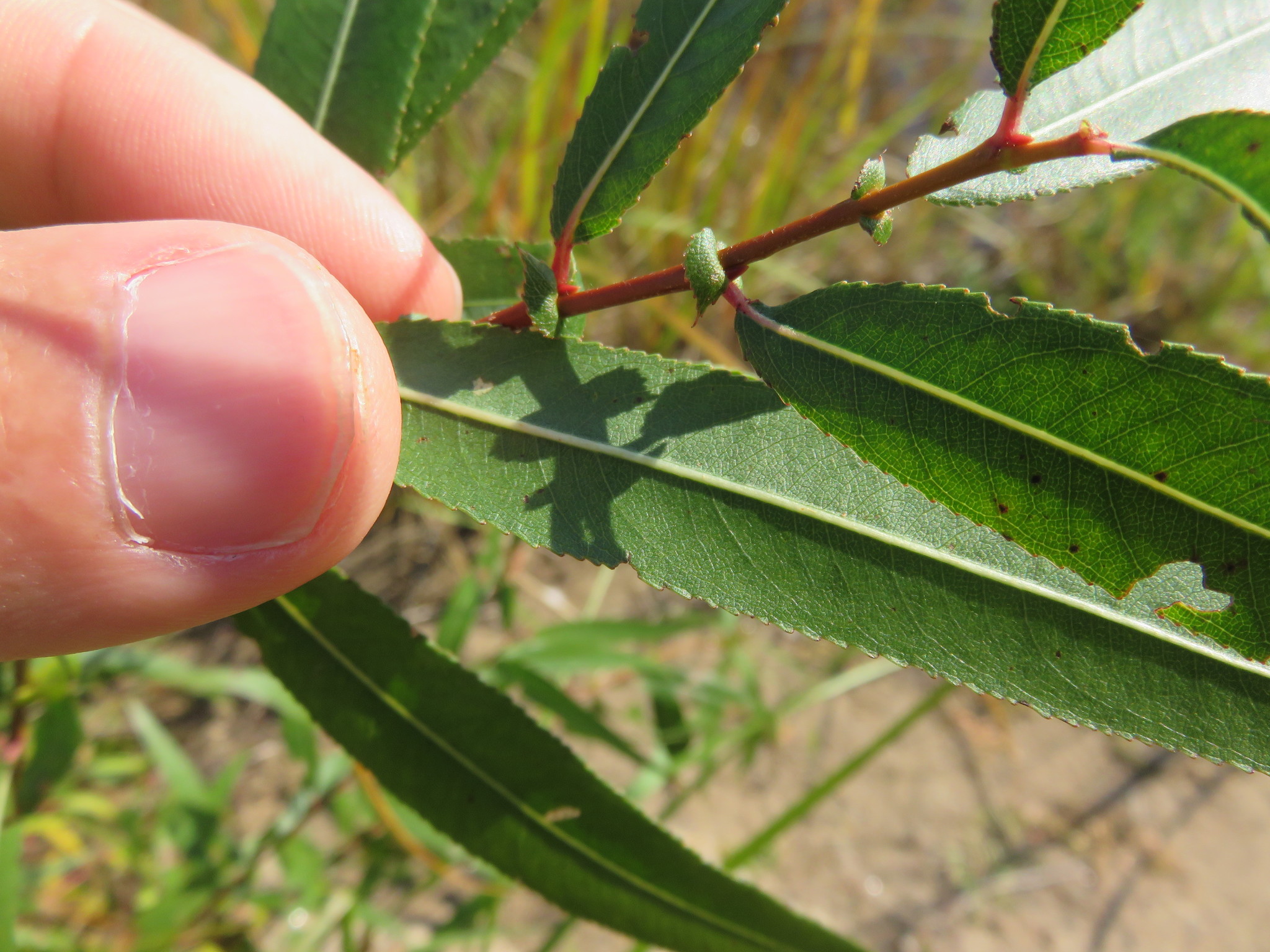 Salix nigra Black Willow Trees Canadensis
