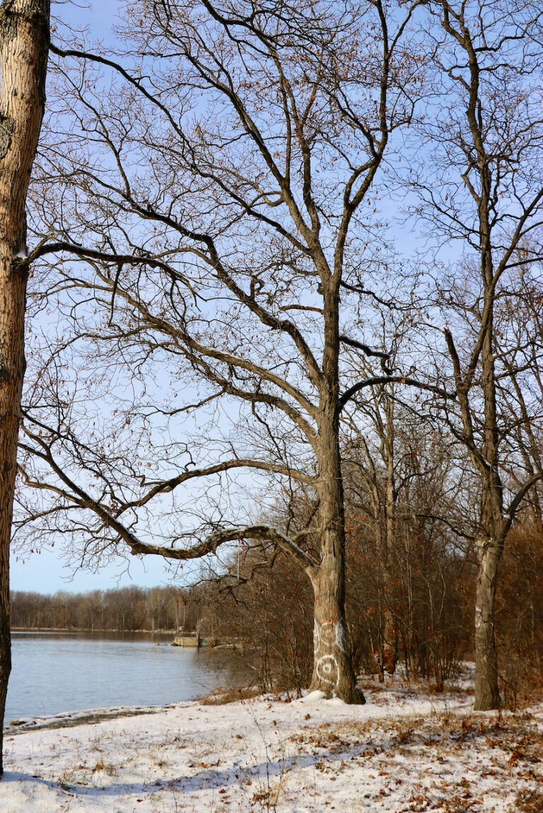 Shagbark Hickory in Aylmer Trees Canadensis