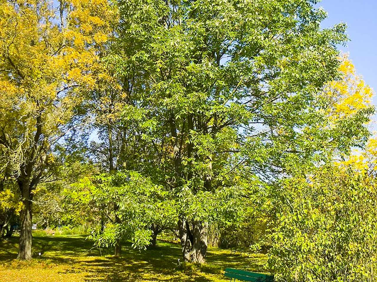 "Treesearch" Treescape Certified Arborists