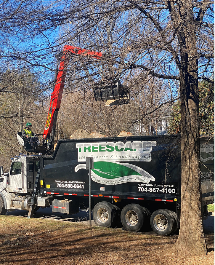 Tree Service Gastonia NC Treescape Tree Care Experts
