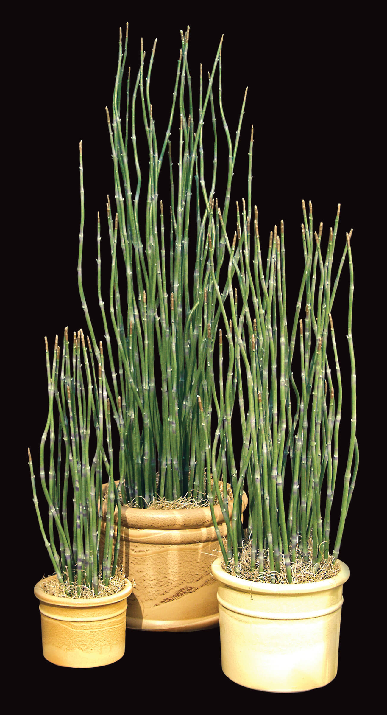 Artificial Reed TreeScapes & PlantWorks