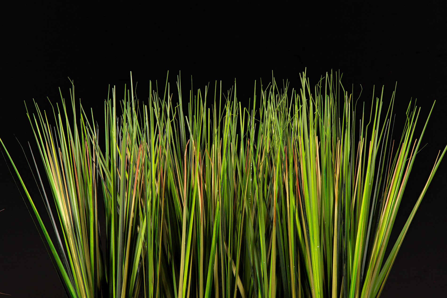 Artificial Blade Grass TreeScapes & PlantWorks