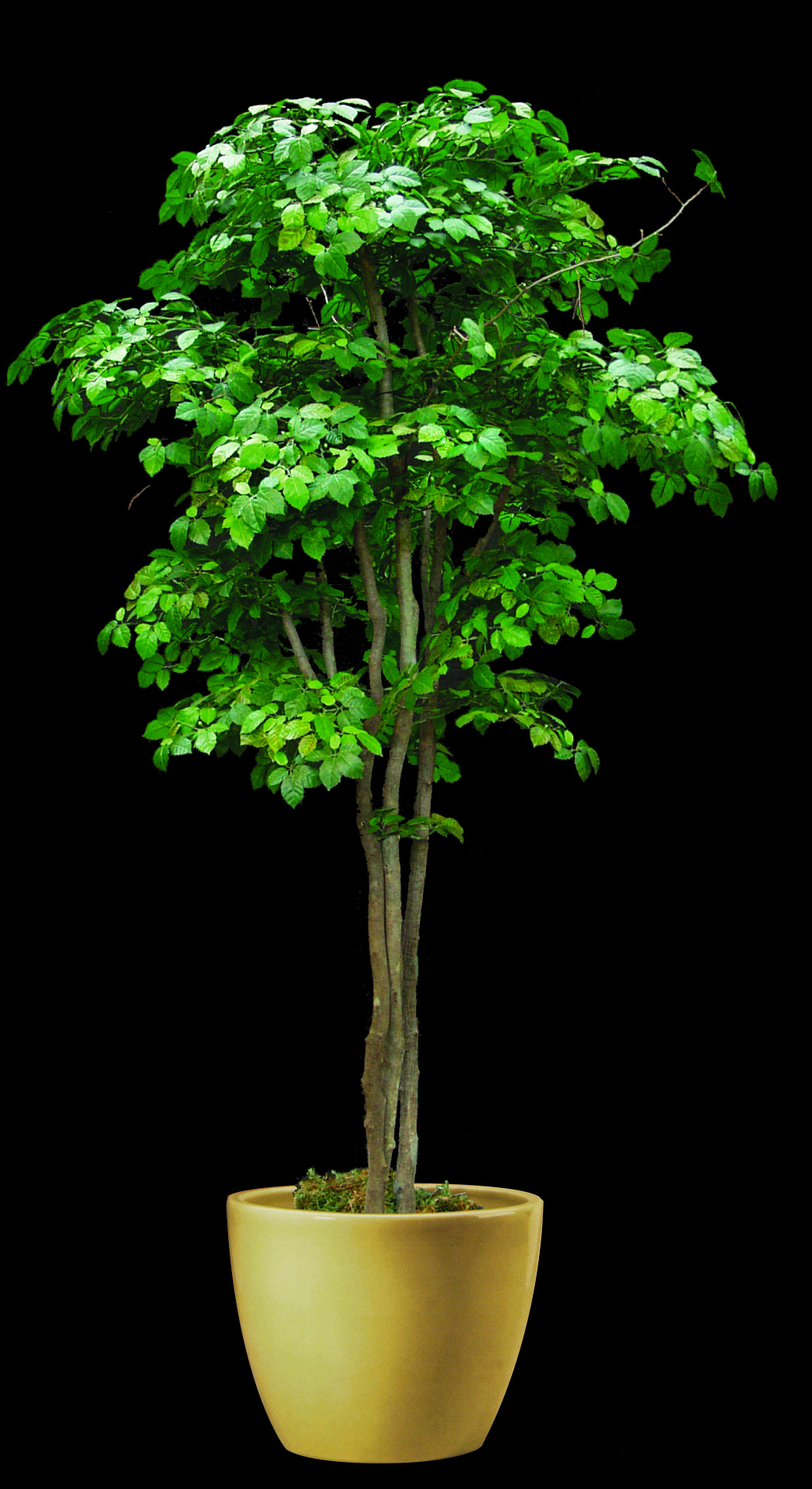 Artificial Ironwood Tree TreeScapes & PlantWorks