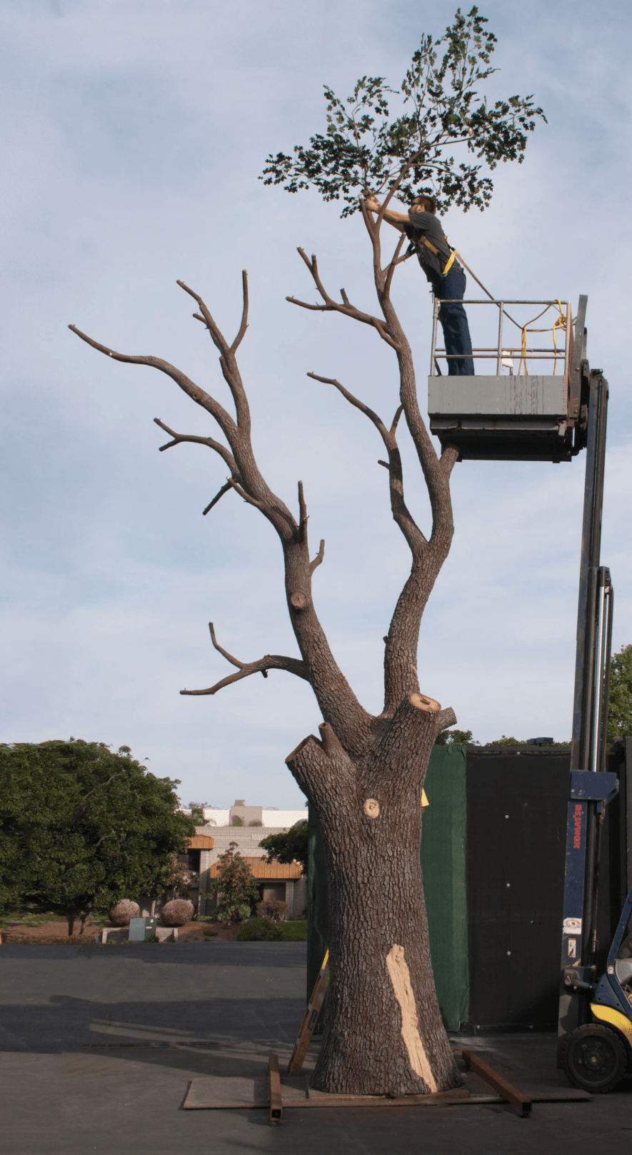 Artificial Live Oak Tree TreeScapes & PlantWorks