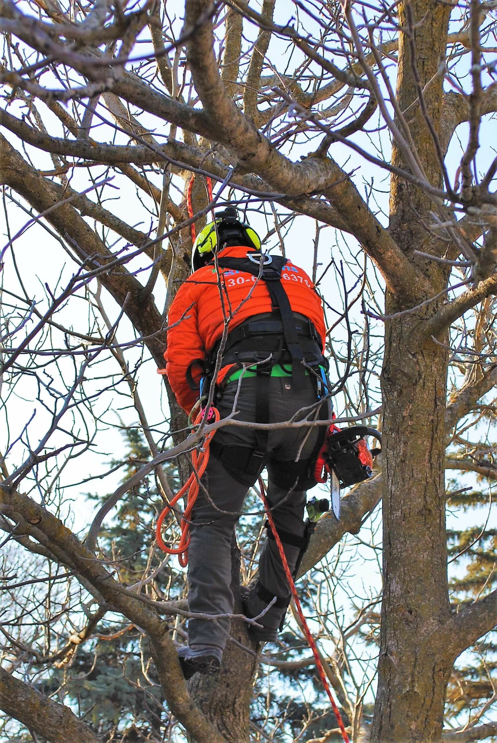 Gallery Treescape Solutions