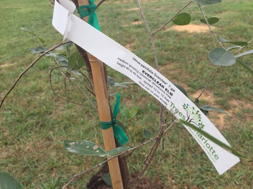 TreesCharlotte Tree Canopy Conservation Charlotte NC Nonprofit