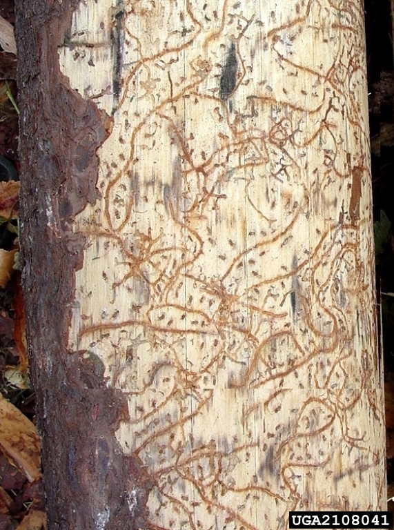 The Southern Pine Beetle TreesCharlotte