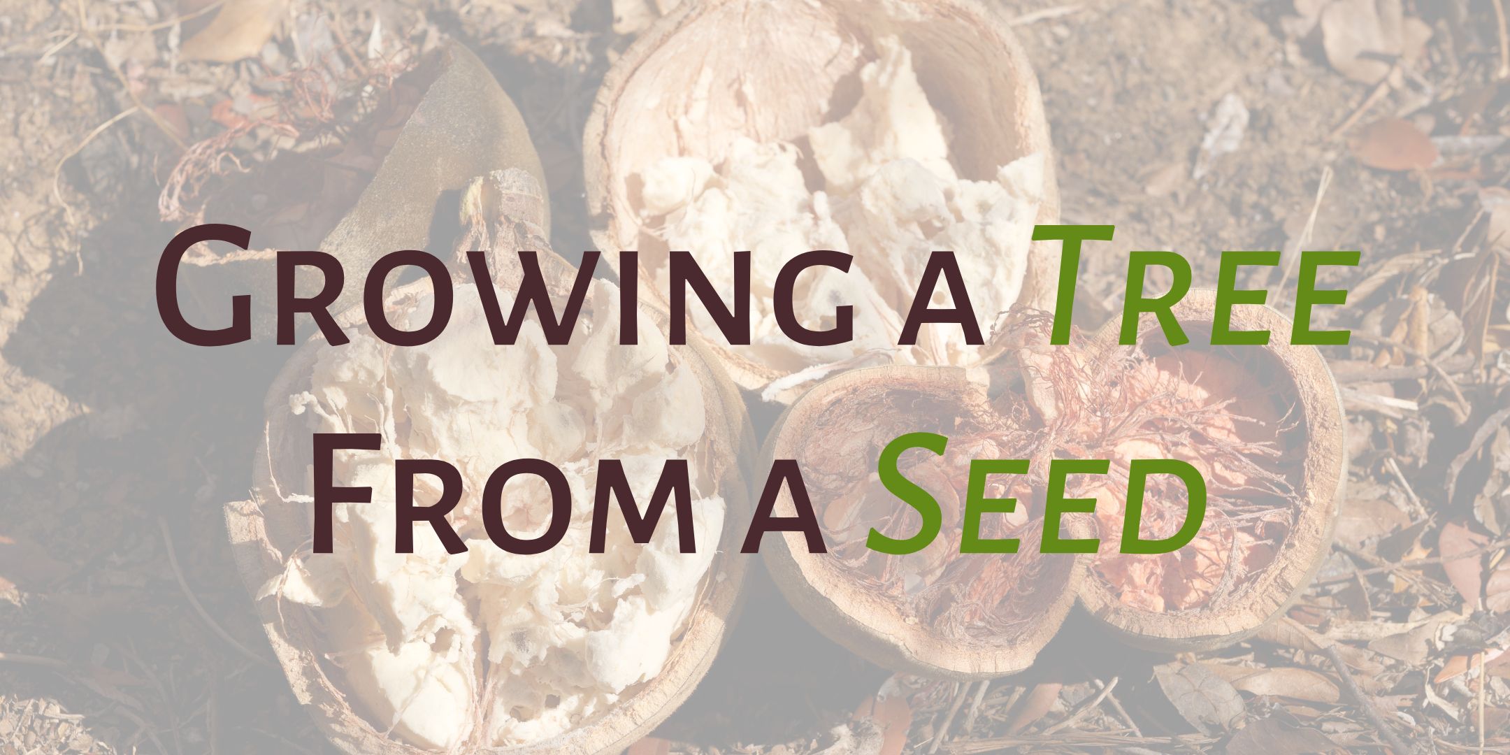 Growing a Tree from a Seed TreesCharlotte