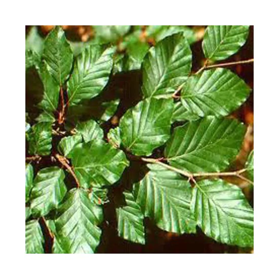 Beech Tree For Sale Trees Direct