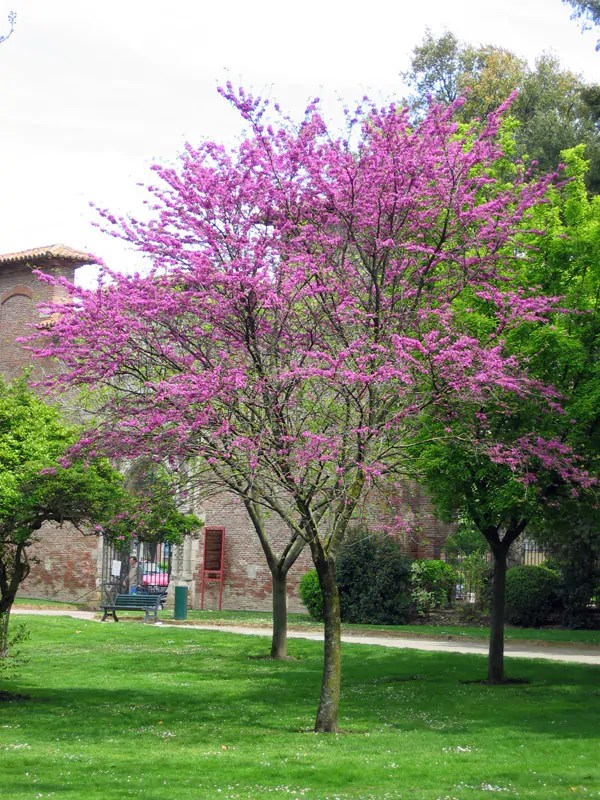 Judas Tree for Sale Online Choose your Judas Plant Now