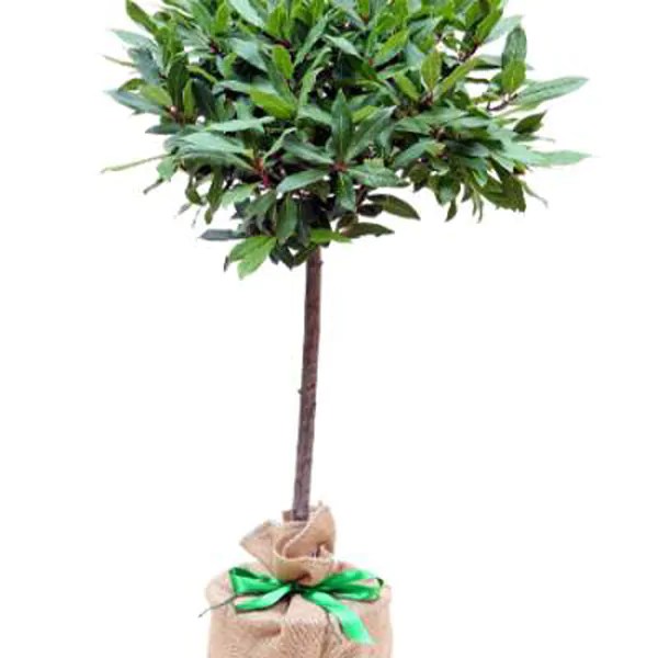 Ornamental Trees & Decorative Trees For Sale By Trees Direct