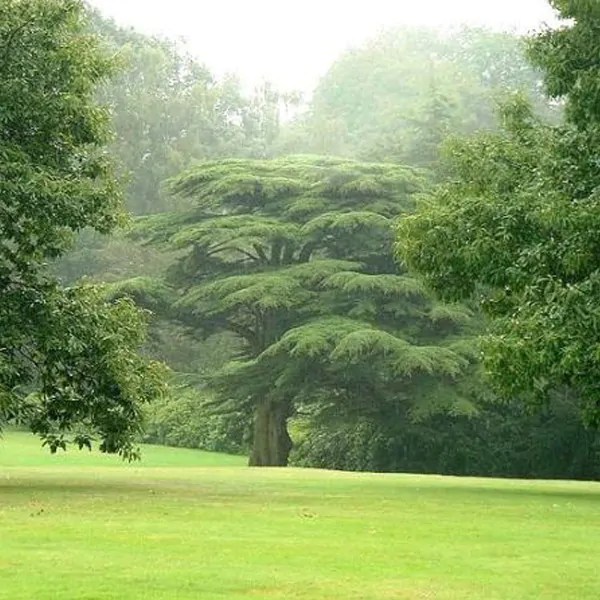 Ornamental Trees & Decorative Trees For Sale By Trees Direct