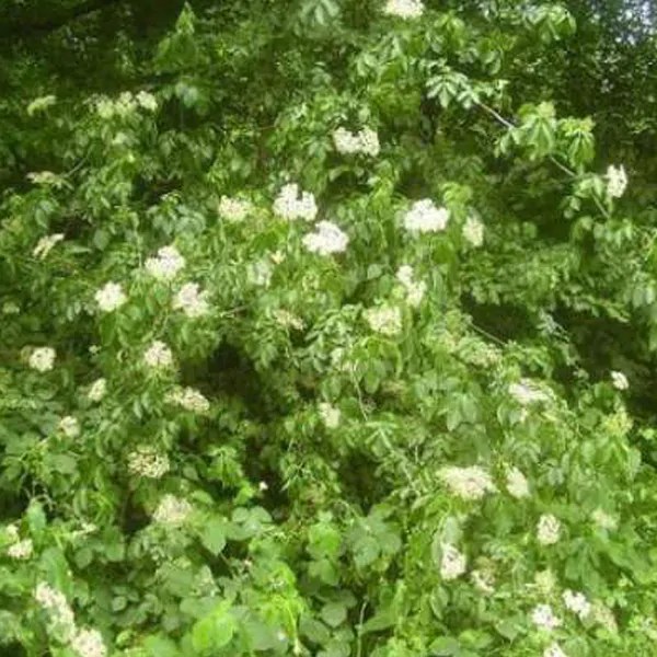 eldertrees Trees Direct