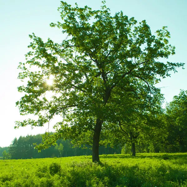 Buy Trees Online Trees For Sale Trees Direct