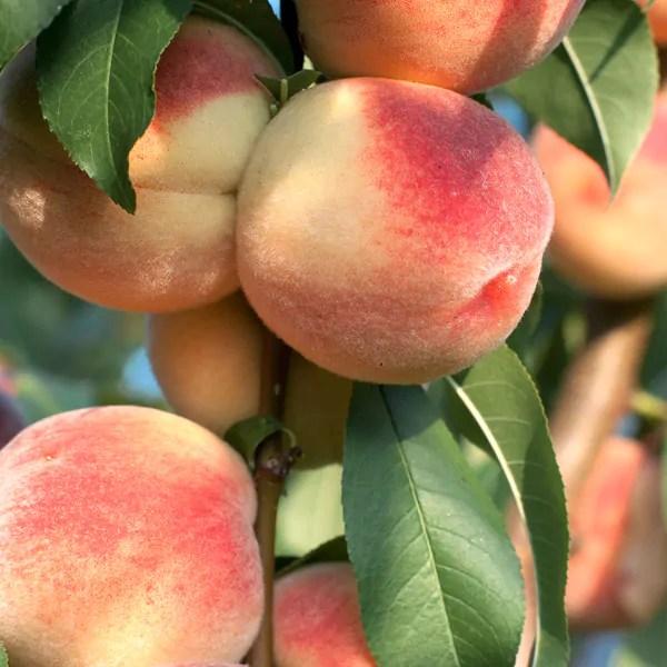 Mature Fruit Trees For Sale Buy Mature Trees Direct