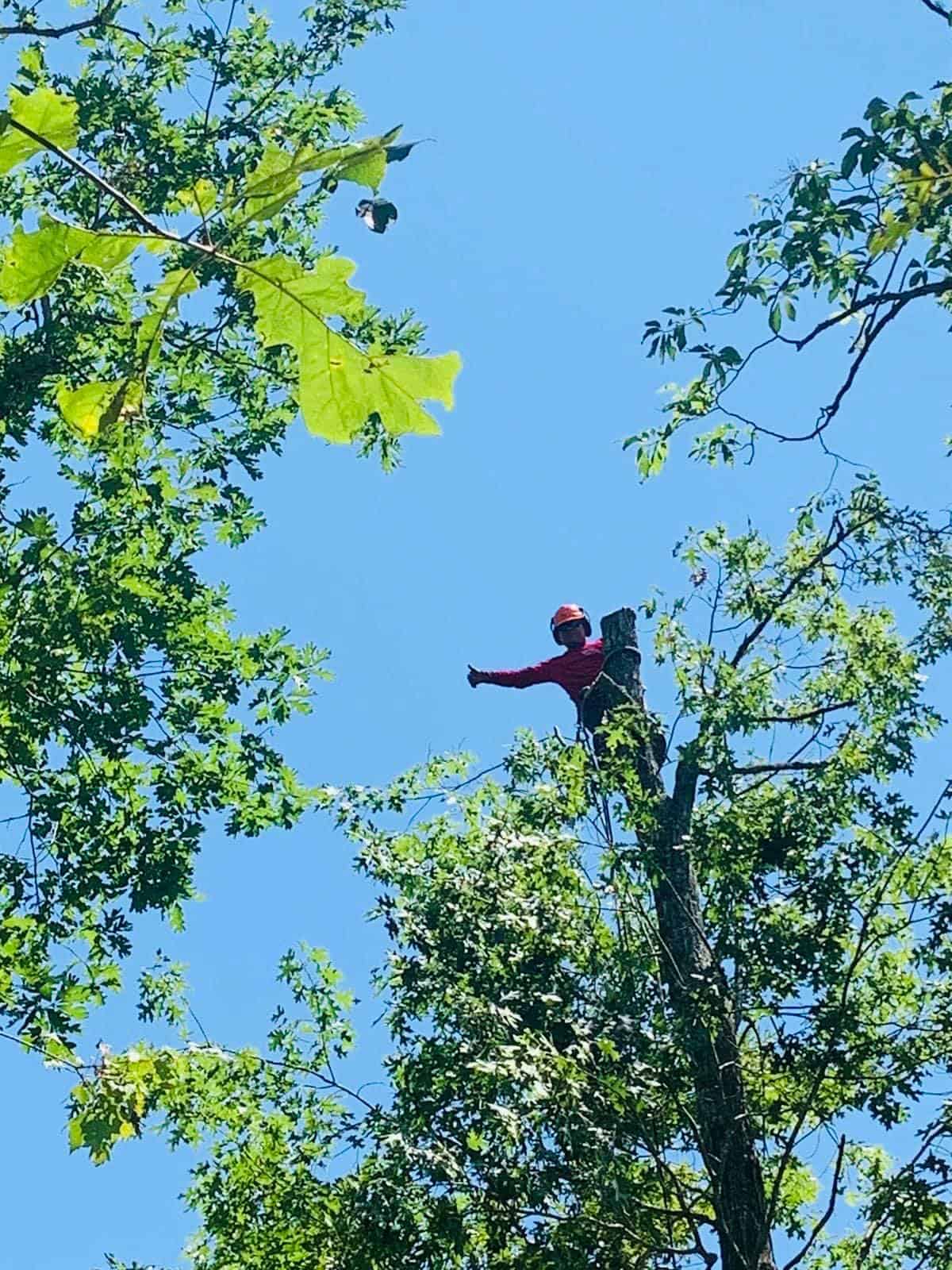 Chattanooga Tree Service For All Your Tree Needs