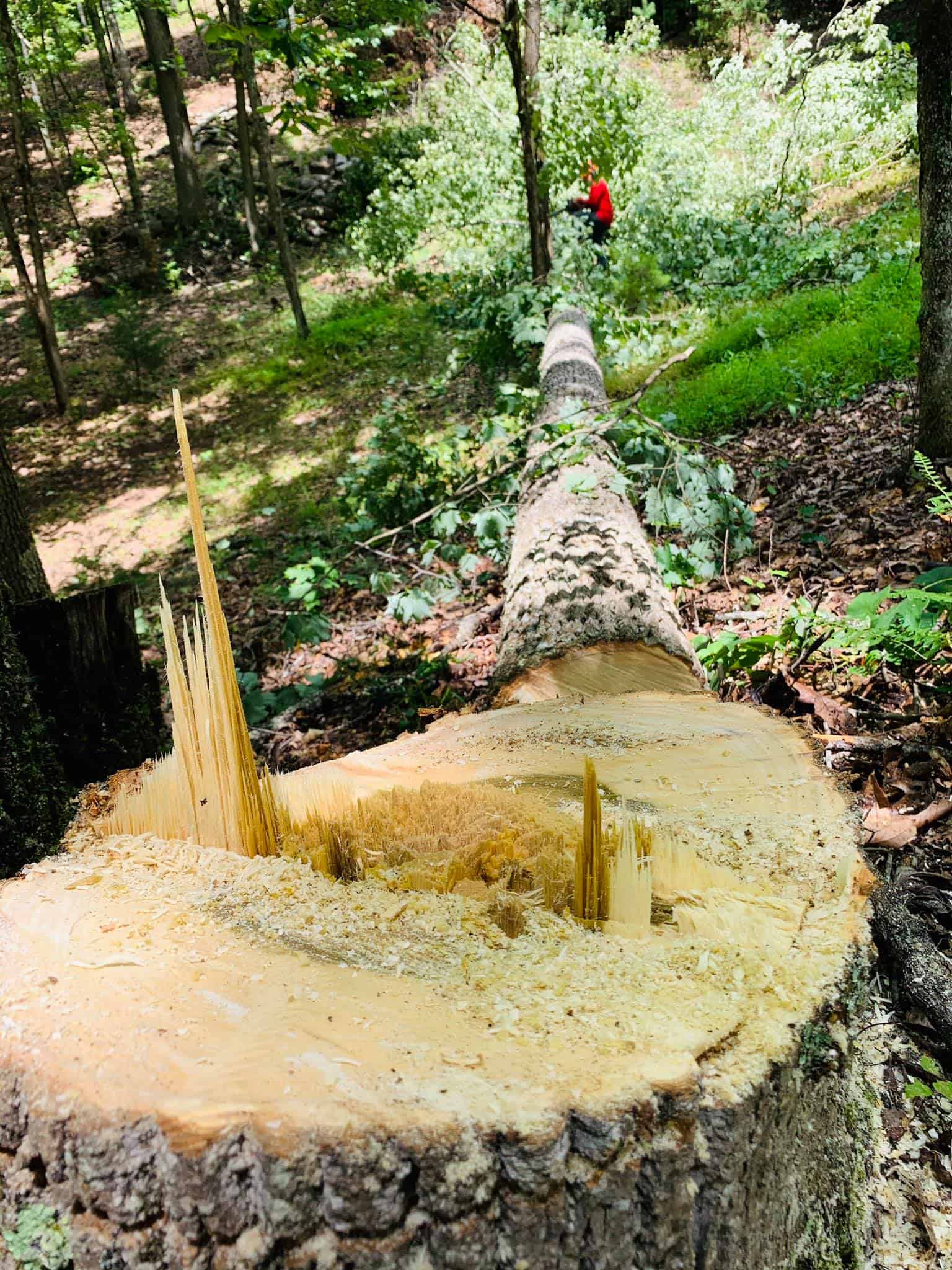 Chattanooga Tree Service For All Your Tree Needs