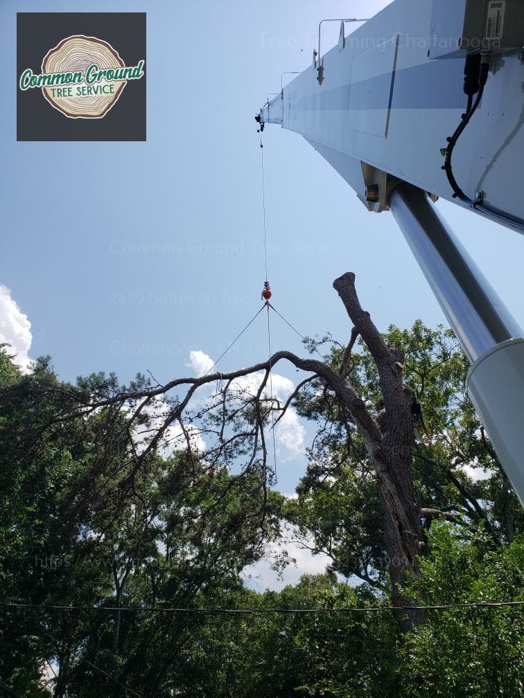 Common Tree Problems and How Tree Services can Help in Chattanooga