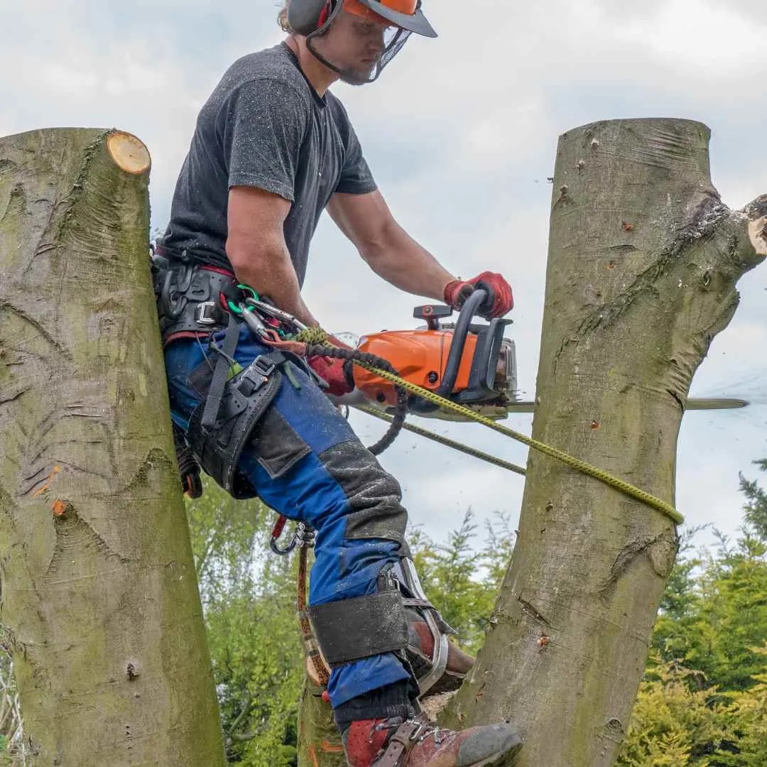 RJ Tree Service Pros Best Tree Removal Durham 20+ yrs Exp