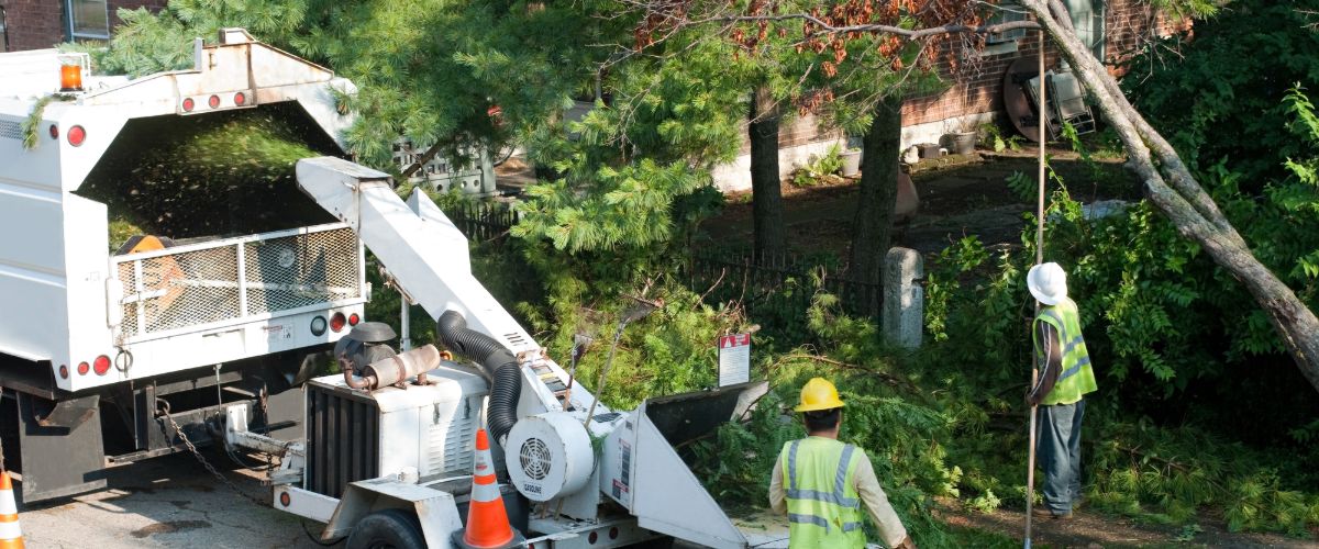Tree Removal Service Boston 24/7 Affordable Tree Care