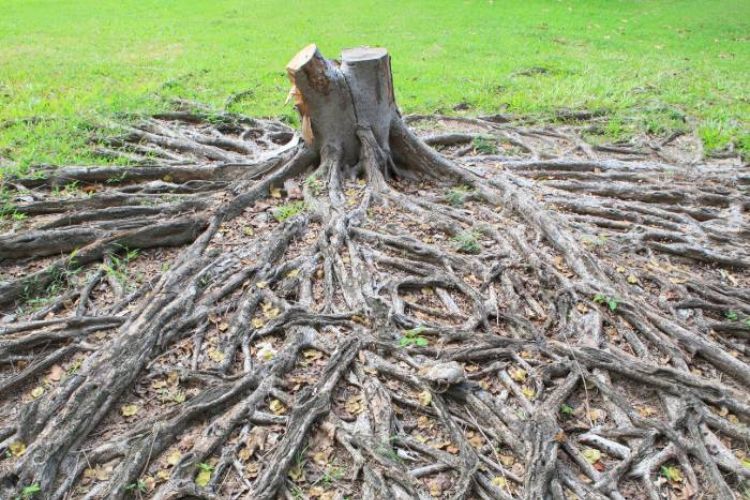 Tree Root Removal Boston 1 Tree Care Specialists