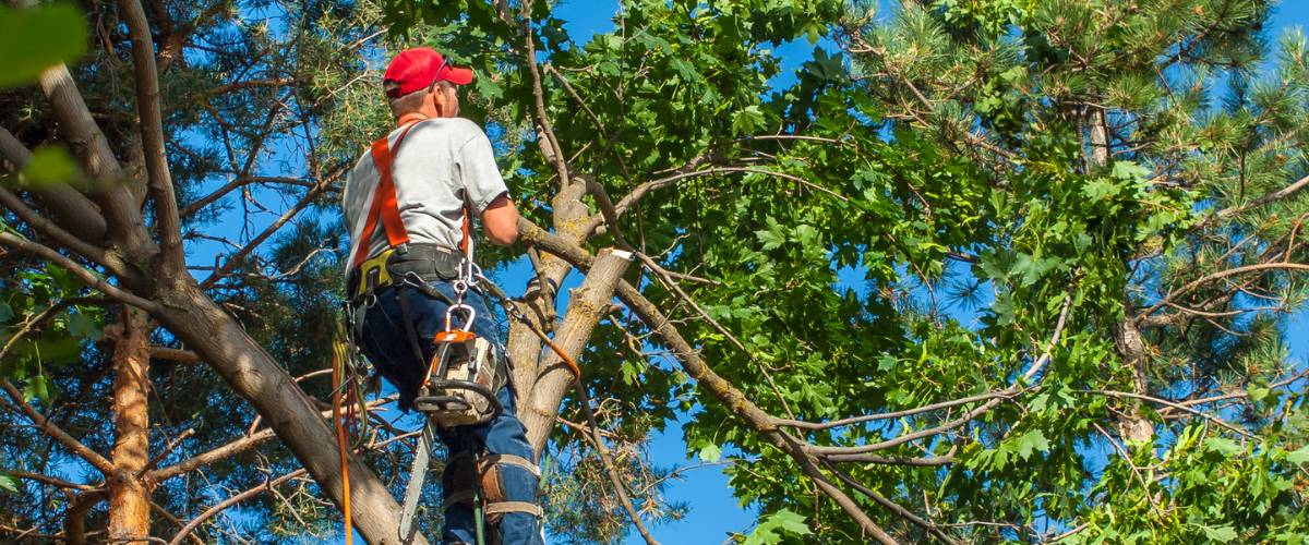 Tree Care Clearwater FullService Tree Service Clearwater