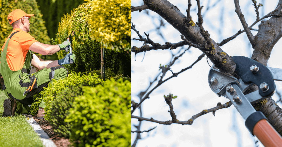 How To Remove Small Tree Stumps? Step By Step Guide