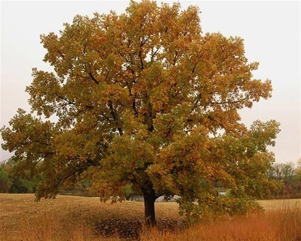 Burr Oak Tree