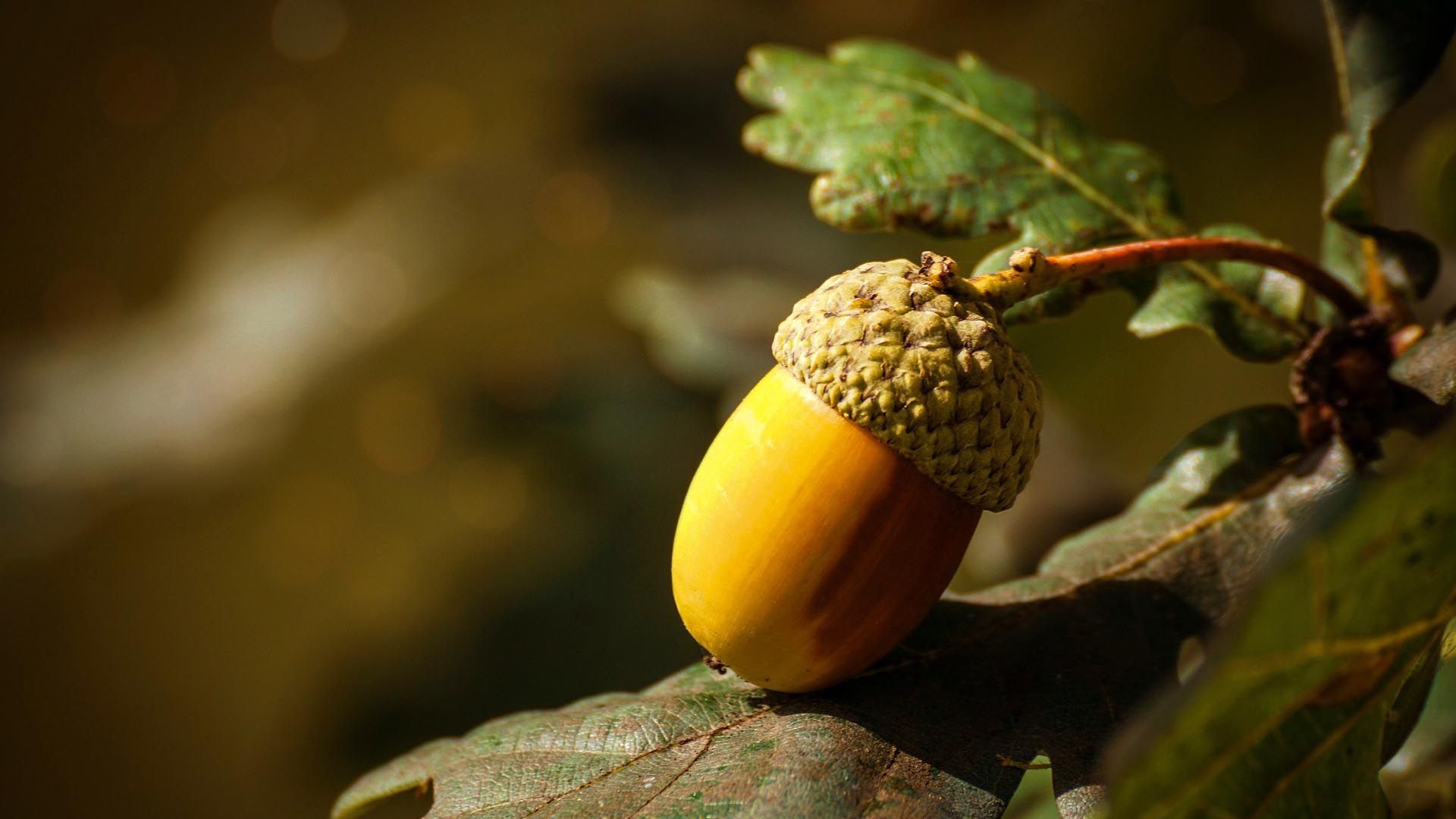 Oak mythology and folklore Trees for Life
