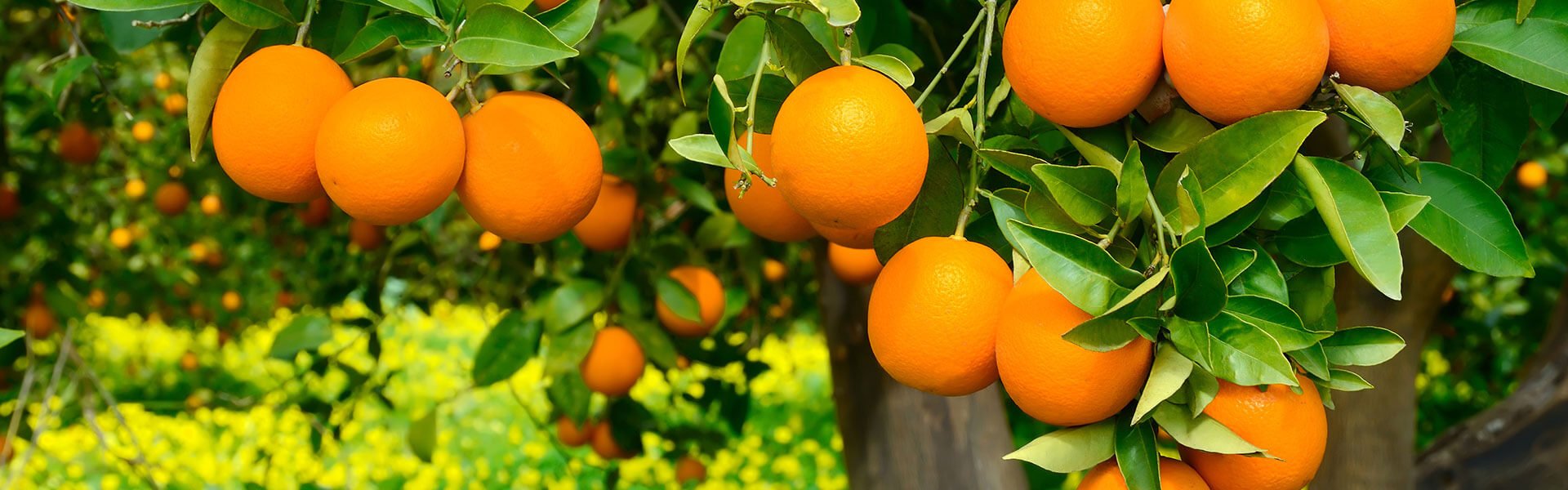 Professional Citrus Tree Care Arizona Trees For Needs