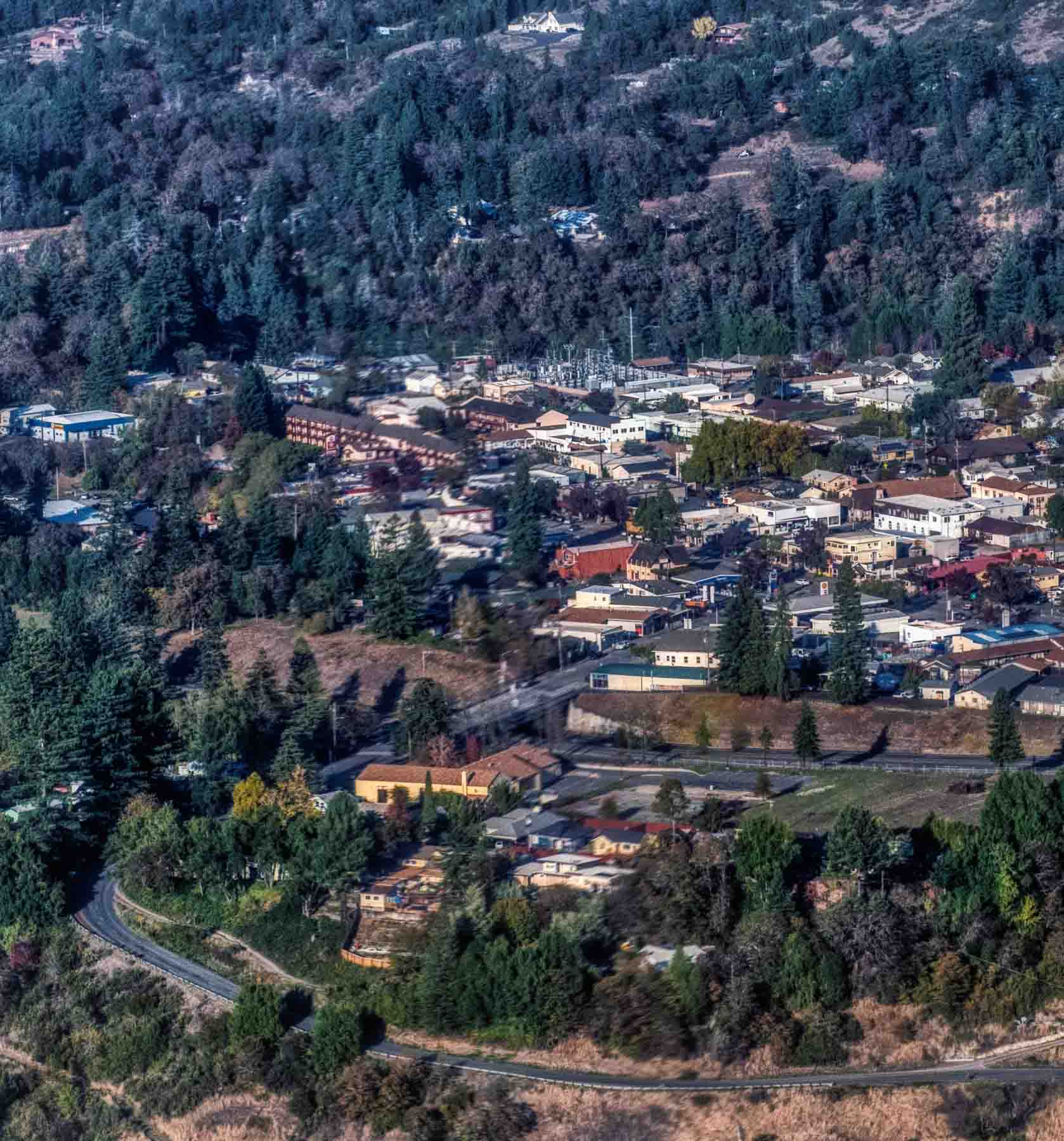 Services Trees Foundation Graphic Design & Publishing