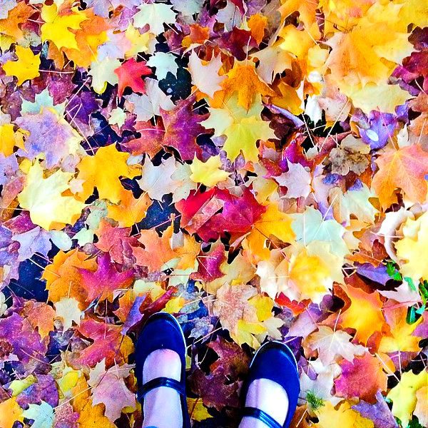 The Best Way to Get Rid of Leaves Tree Shepherds