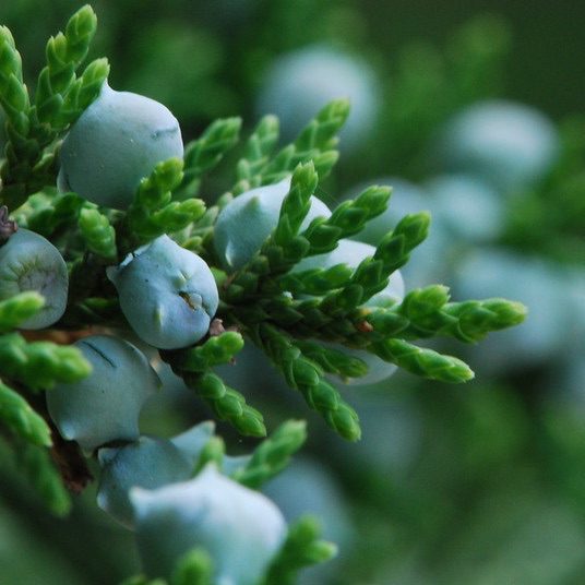 Privacy Trees and Shrubs for North Texas Tree Shepherds