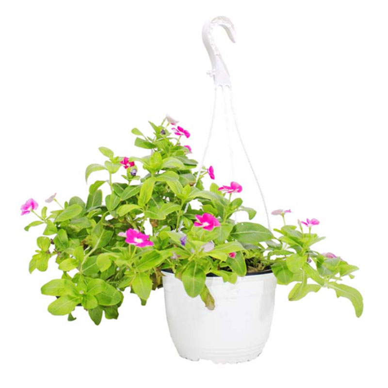 Vinca Hanging Trees Herbs and More