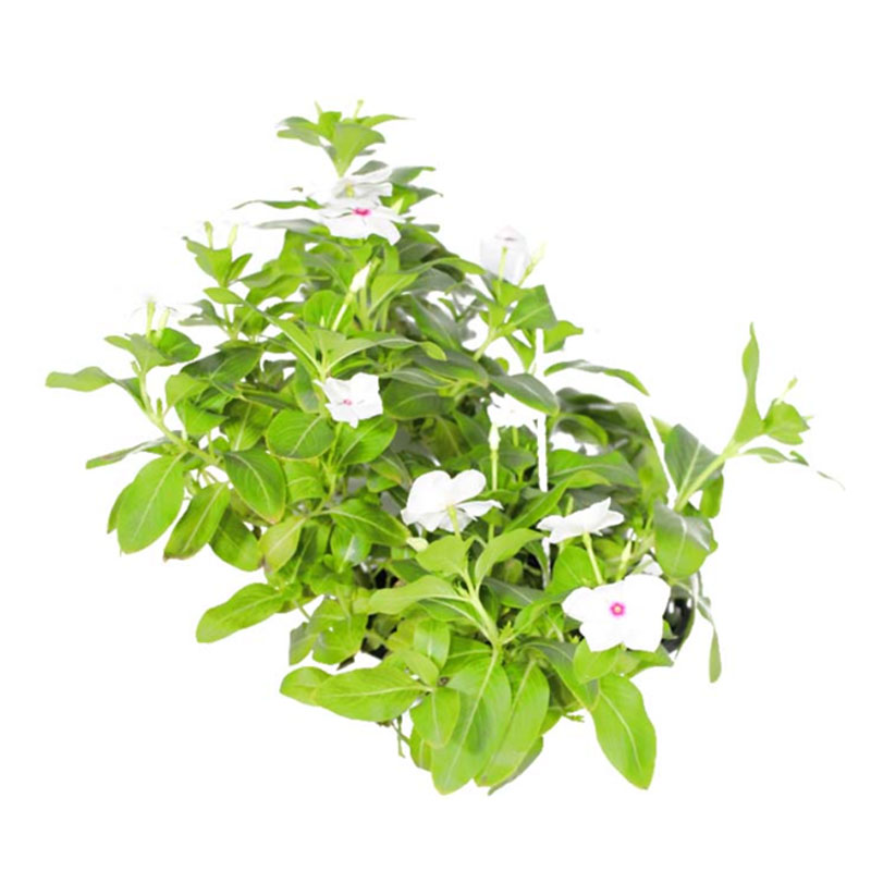 Vinca Hanging Trees Herbs and More