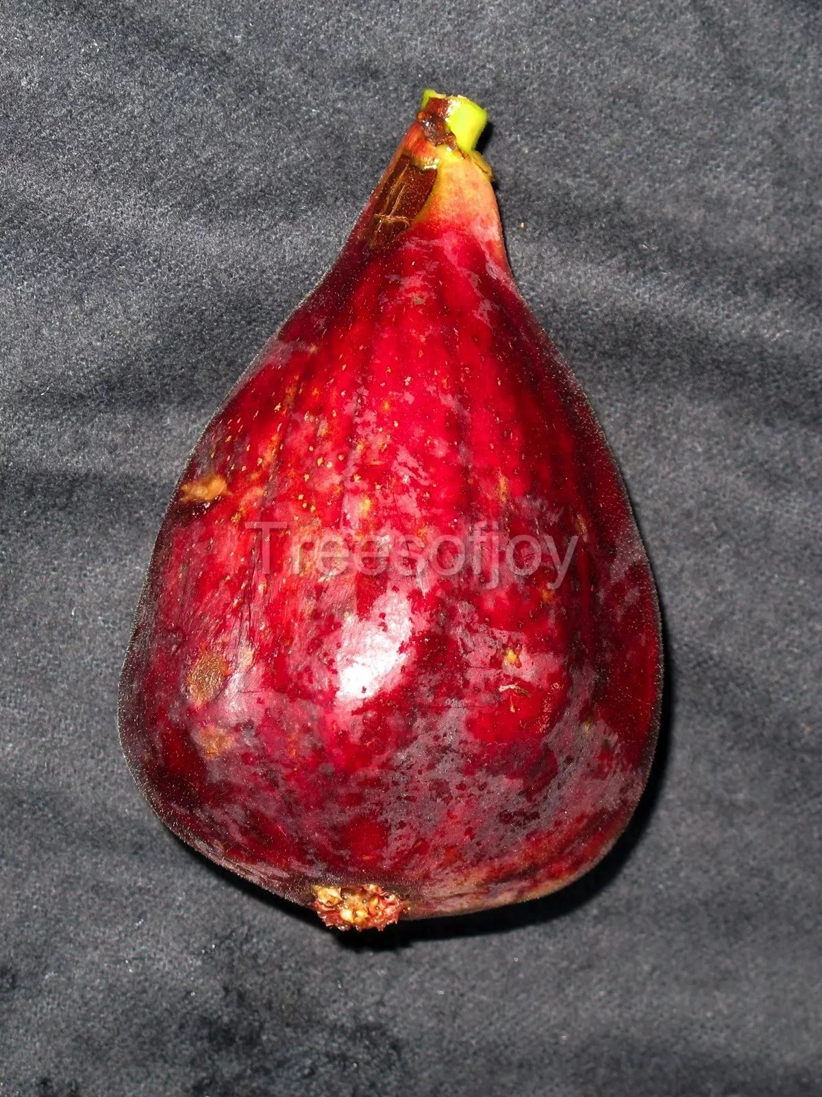 Guilbeau Trees of Joy