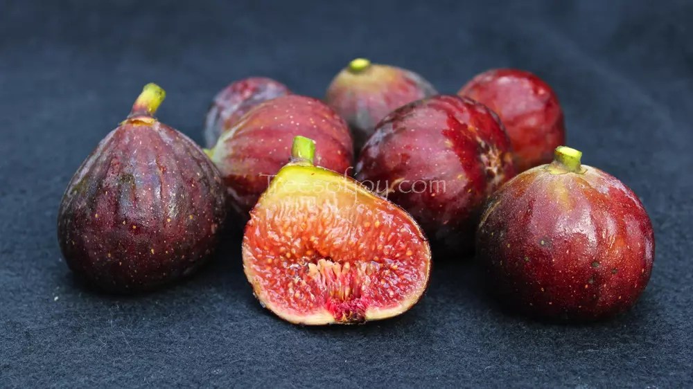 Fig varieties of the Middle East Trees of Joy