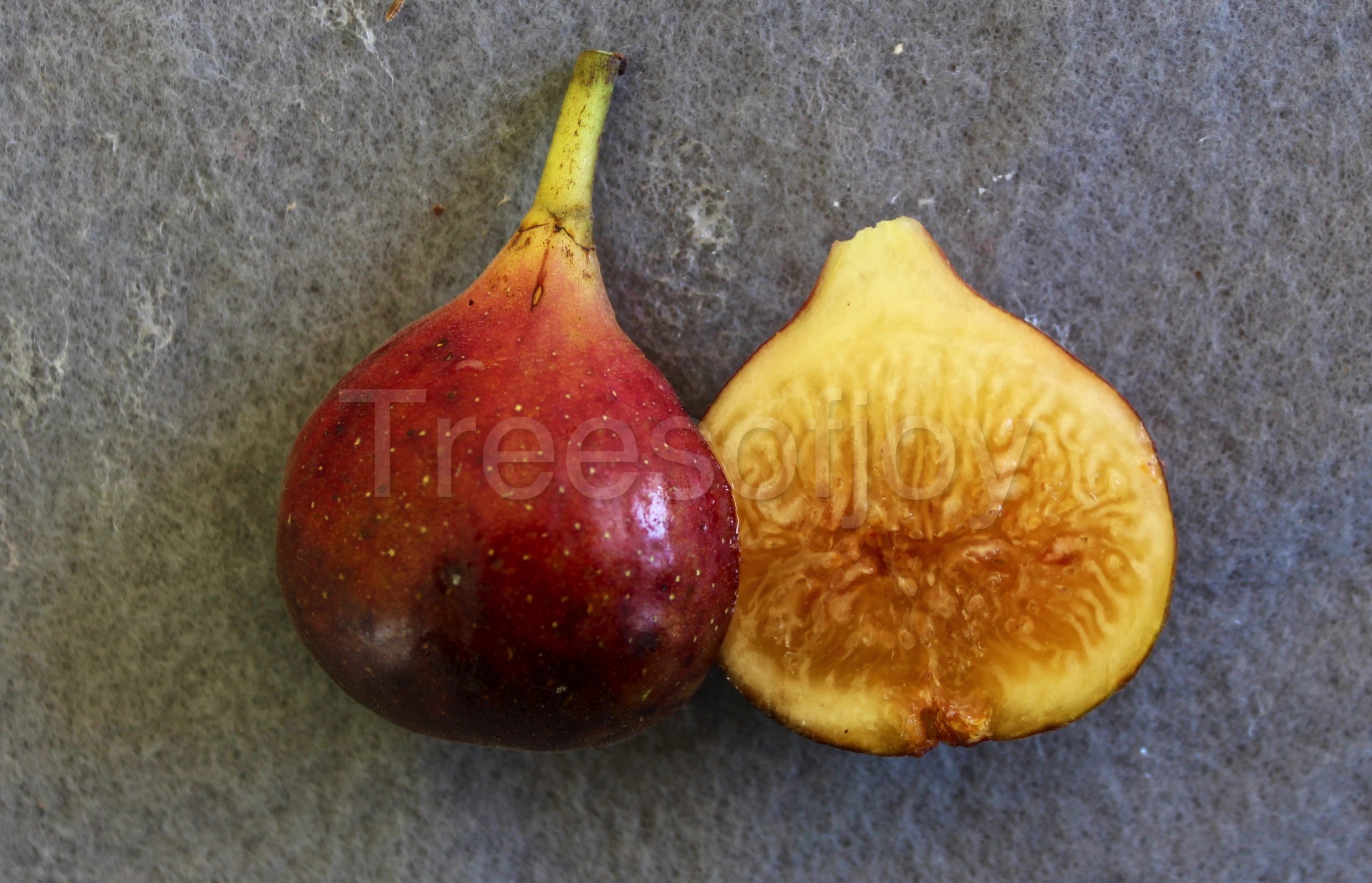 Lsu O Rourke Trees Of Joy