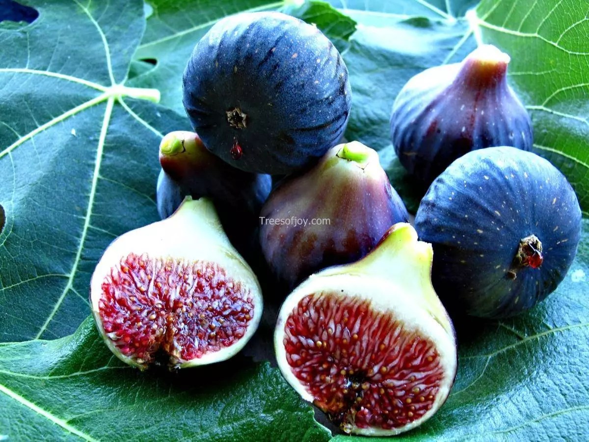 Black Madeira Trees of Joy