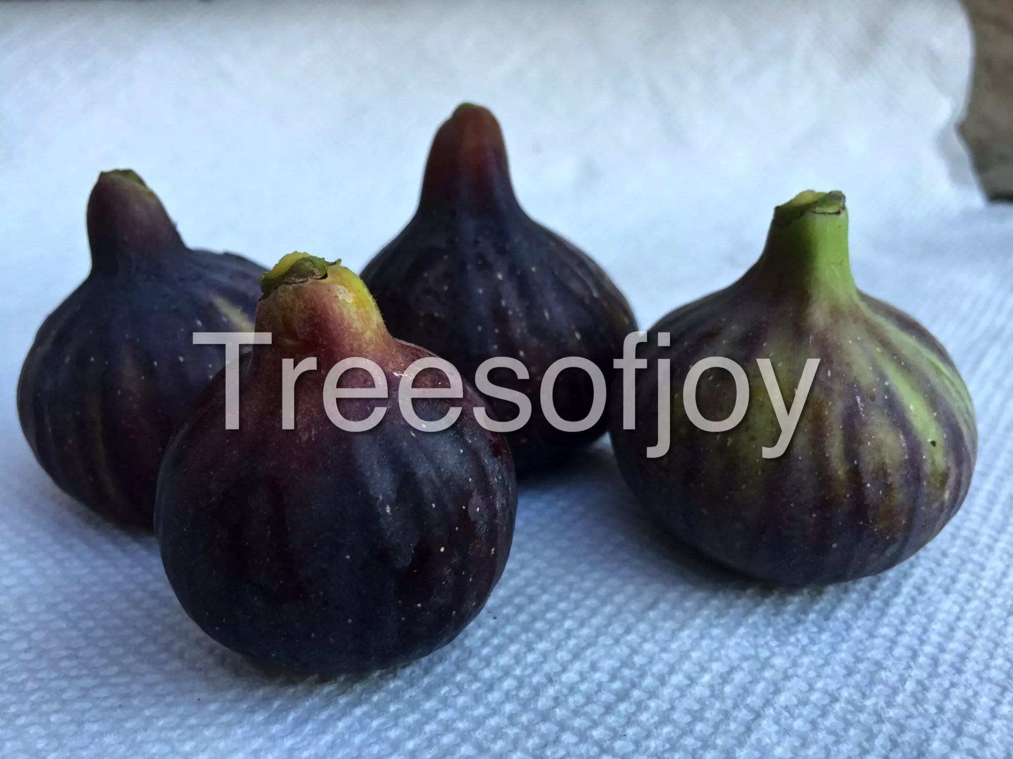 Black Madeira Trees of Joy