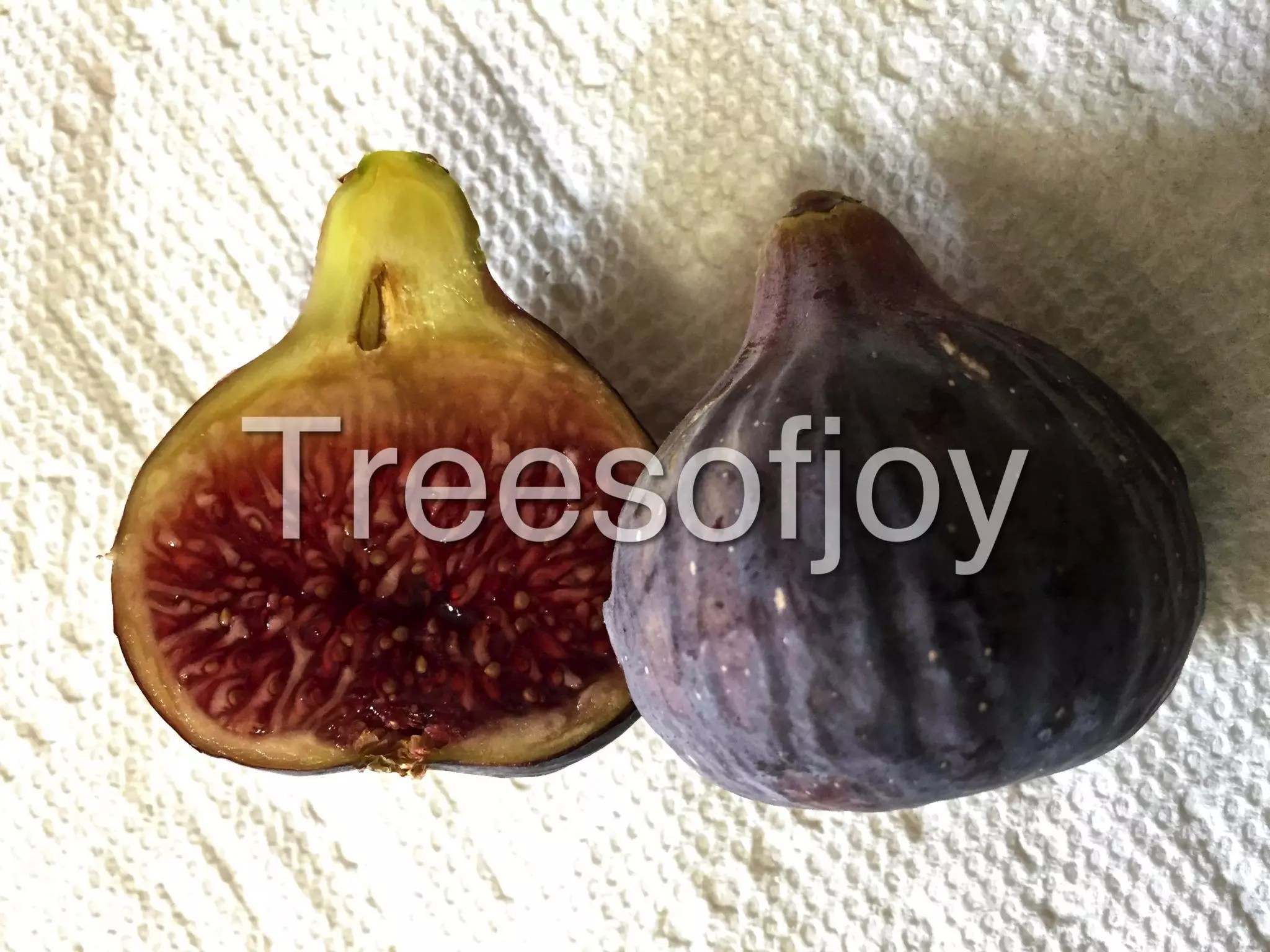 Black Madeira Trees of Joy