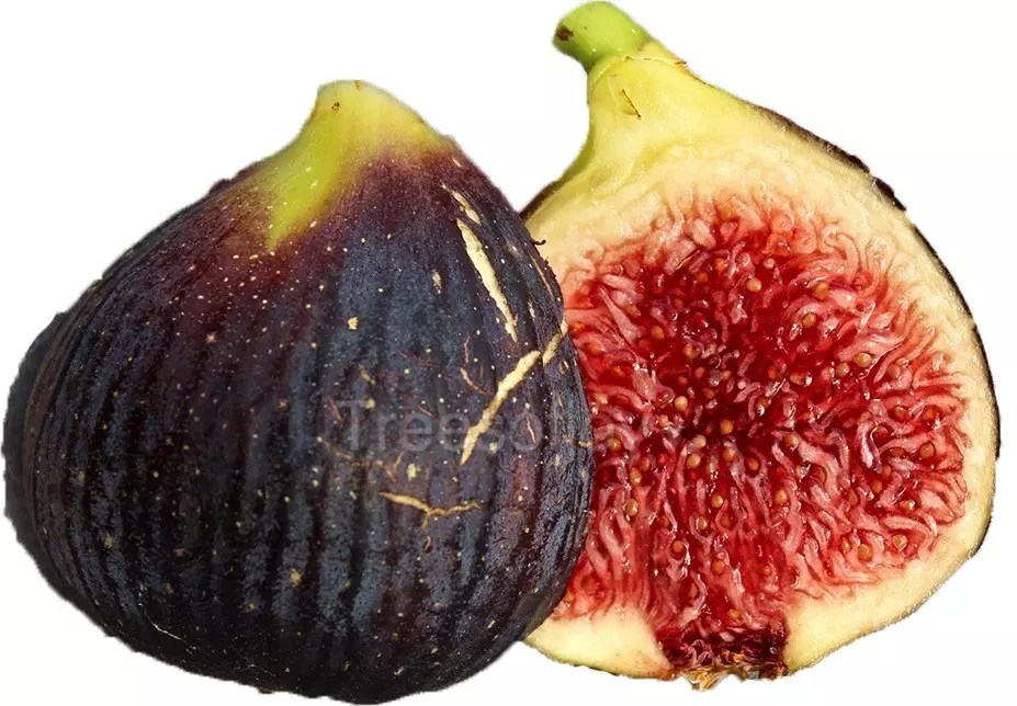Figs Archives Trees of Joy