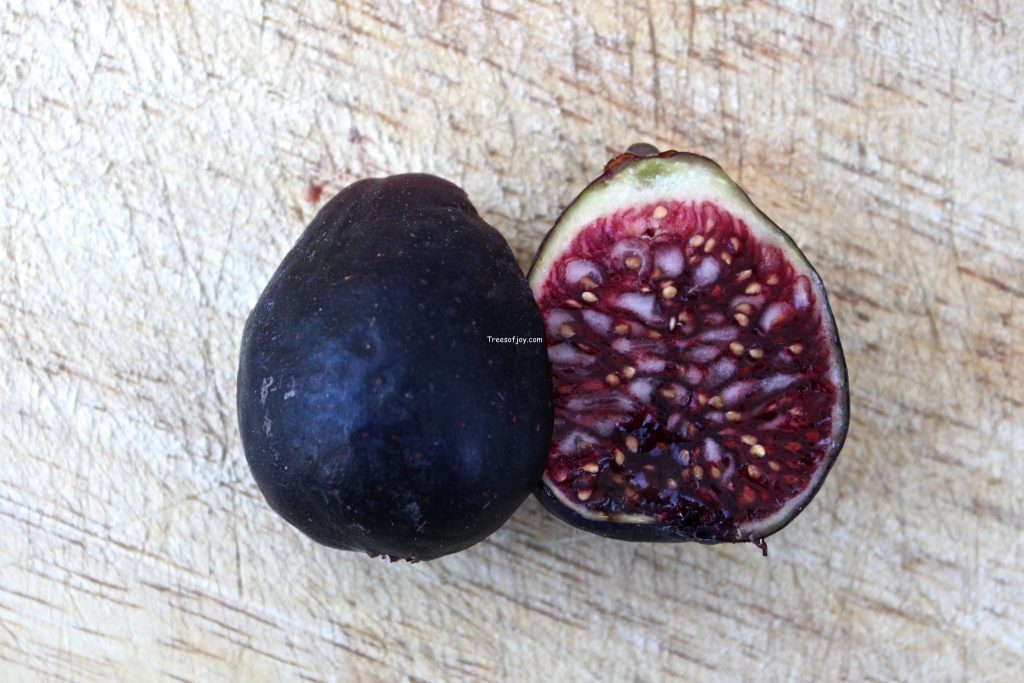 Fig varieties introduced by Bass Samaan of Trees of Joy nursery Trees